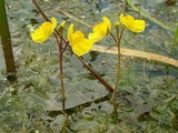 Pływacz zwyczajny (Utricularia vulgaris)