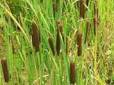 Pałka szerokolistna (Typha latifolia)