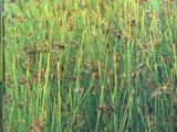 Sit rozpierzchły (Juncus effusus L.)