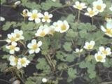 Jaskier wodny (Ranunculus aquatilis)